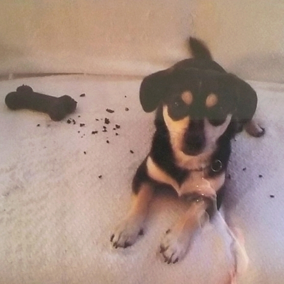 Meet your Posher, Anna - Picture 3 of 5